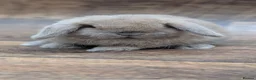Mini Lop rabbits for sale: Mini lops shoe lines - Advert 9