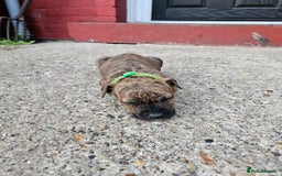 Mixed Breed dogs for sale: American Bulldog Cross Staffy puppies  - Image 27
