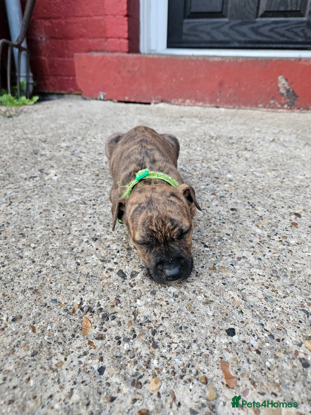 Mixed Breed dogs for sale: American Bulldog Cross Staffy puppies  - Image 27