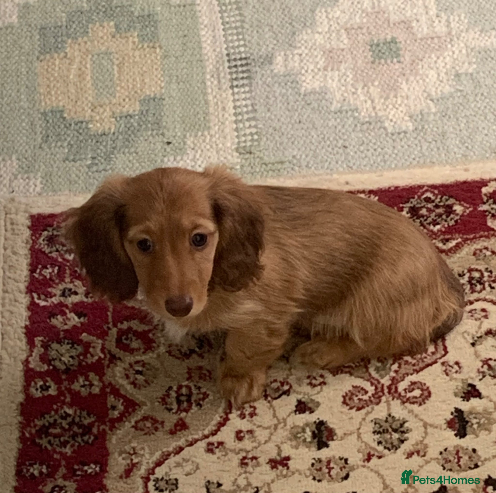 Dachshund dogs for sale: Last 2 Miniature longhaired dachshund Puppies - Advert 15