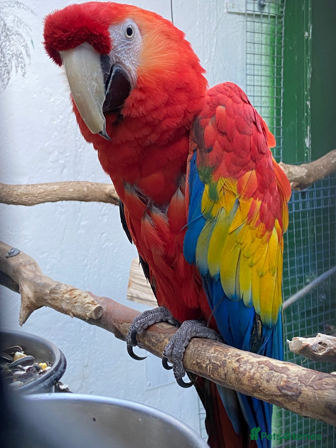 Macaws birds for sale: Scarlet pair for sale  - Advert 5