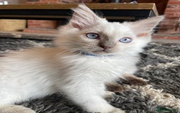 Ragdoll cats for sale: Ragdoll kittens READY NOW 1 BOY 😻  - Image 1