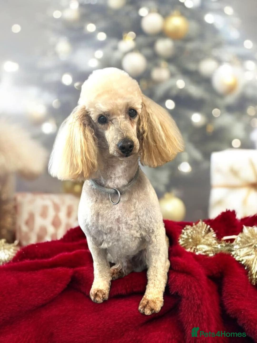 Cockapoo dogs for sale: F1 Cockapoo Puppies 5⭐️⭐️⭐️⭐️⭐️ Breeder - Image 11