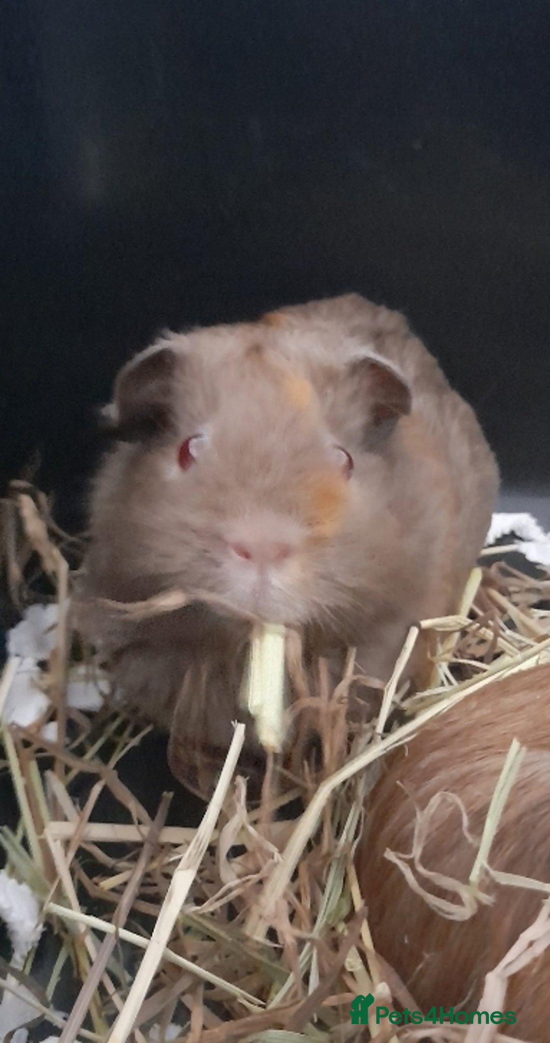 Guinea Pig rodents for sale: 1 male guniea pig for sale - Advert 2