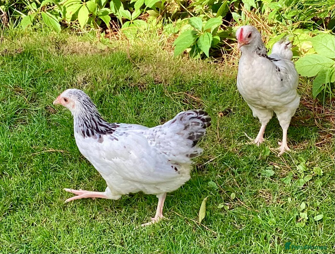 Chickens poultry for sale: Light Sussex Bantams Growers - Image 2