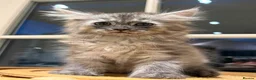 Mixed Breed cats for sale: 3 Dark grey mixed persian chinchilla kittens - Advert 10