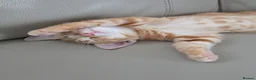 Mixed Breed cats for sale: Kitten Persian tabby ginger - Advert 1