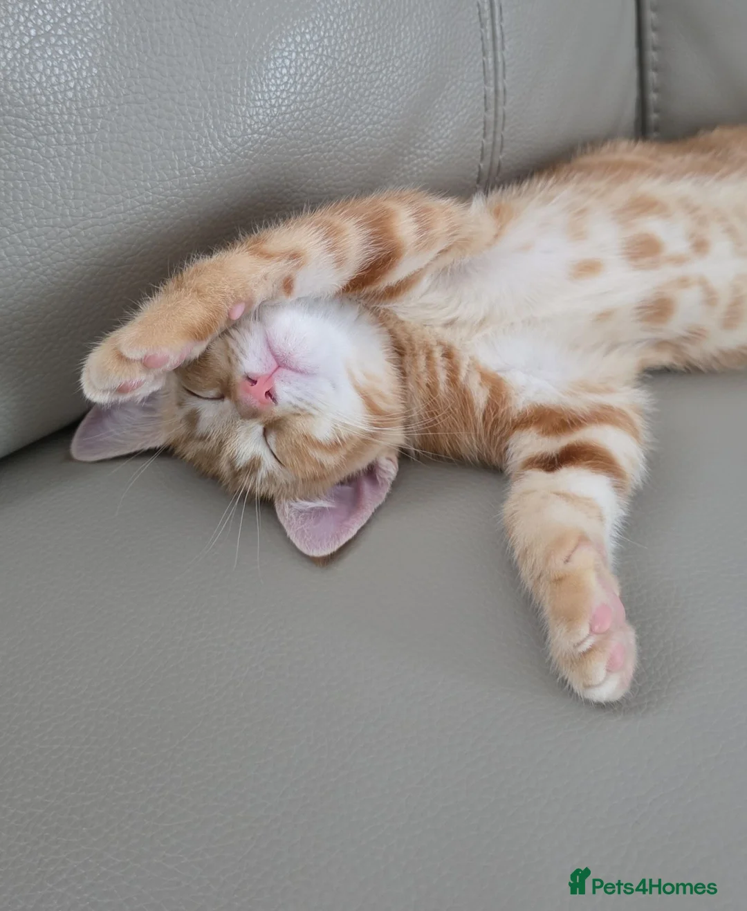 Mixed Breed cats for sale: Kitten Persian tabby ginger - Advert 1