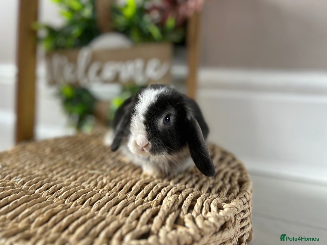 Mini Lop rabbits for sale: Litter of mini lop babies  - Image 19