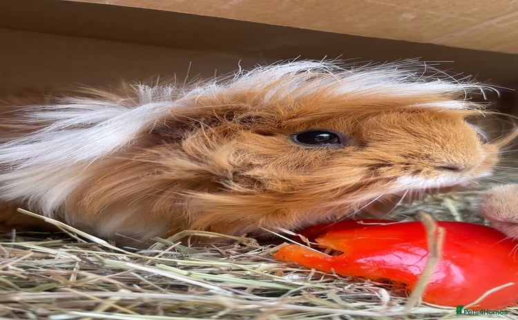 Guinea Pig rodents - Advert 13