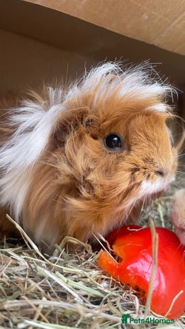 Guinea Pig rodents - Advert 13