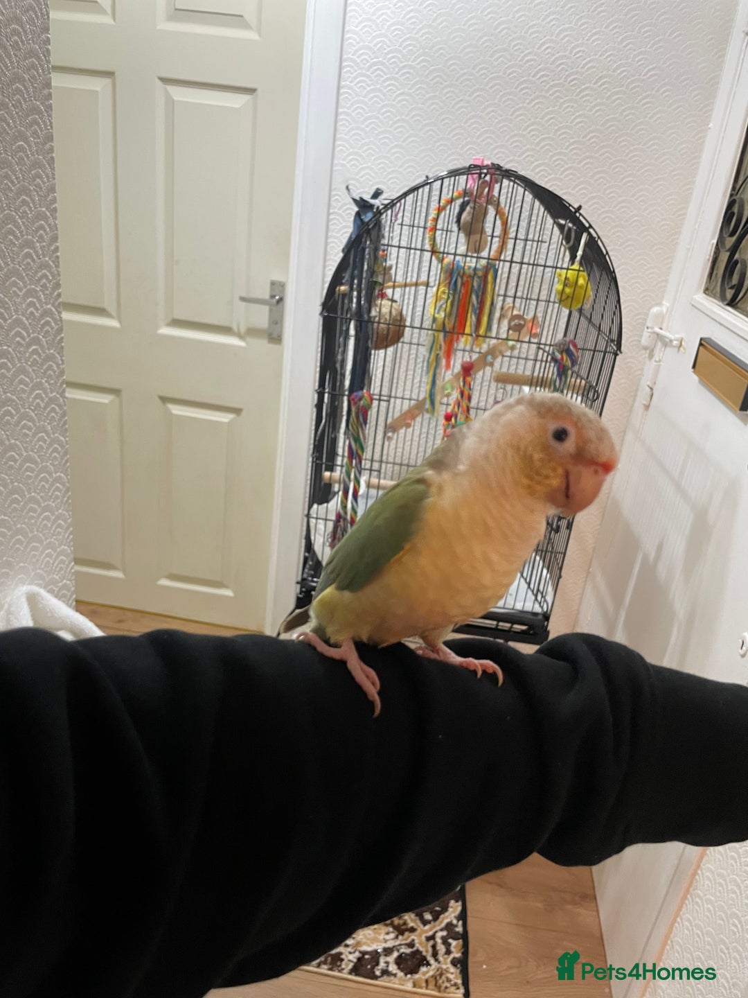 Conures birds for sale: 100% Silly tame conure  - Advert 4