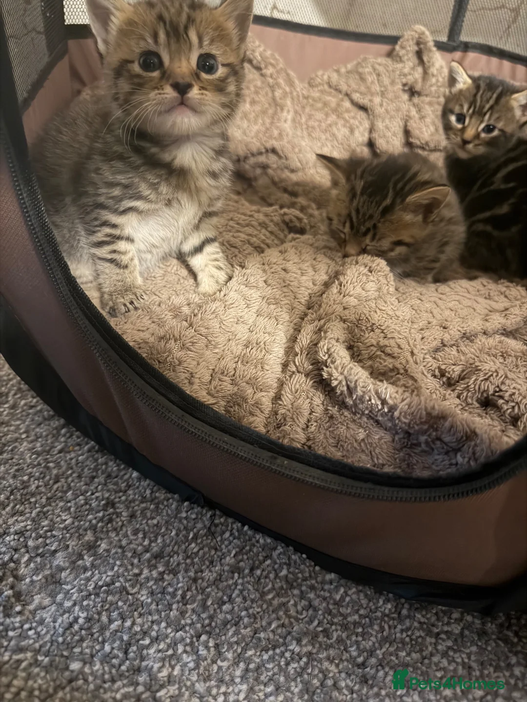 Mixed Breed cats for sale: Beautiful mixed litter  in Northampton - Advert 8