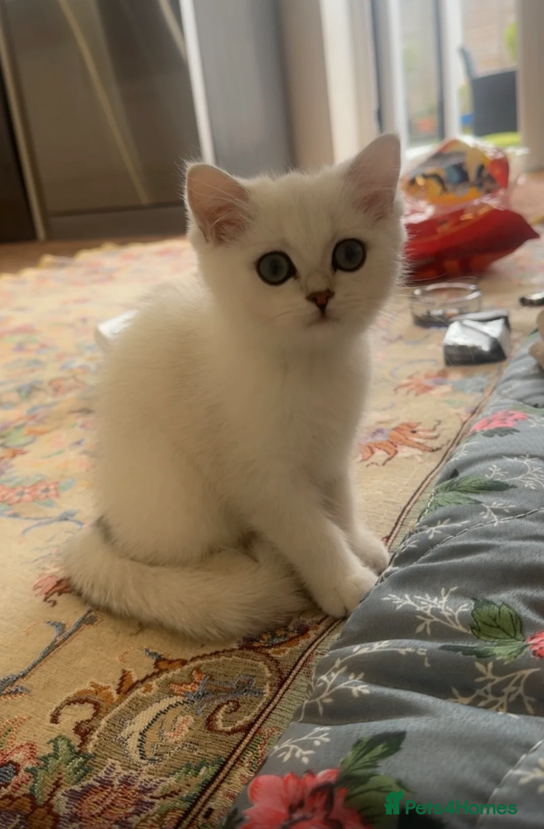 British Shorthair cats for sale: Female  in Romford - Advert 2