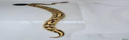 Python Snake reptiles for sale: Beautiful Ball Python - Advert 5
