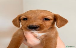 Cockerdor dogs for sale: 7 cockerdor puppies  - Image 6