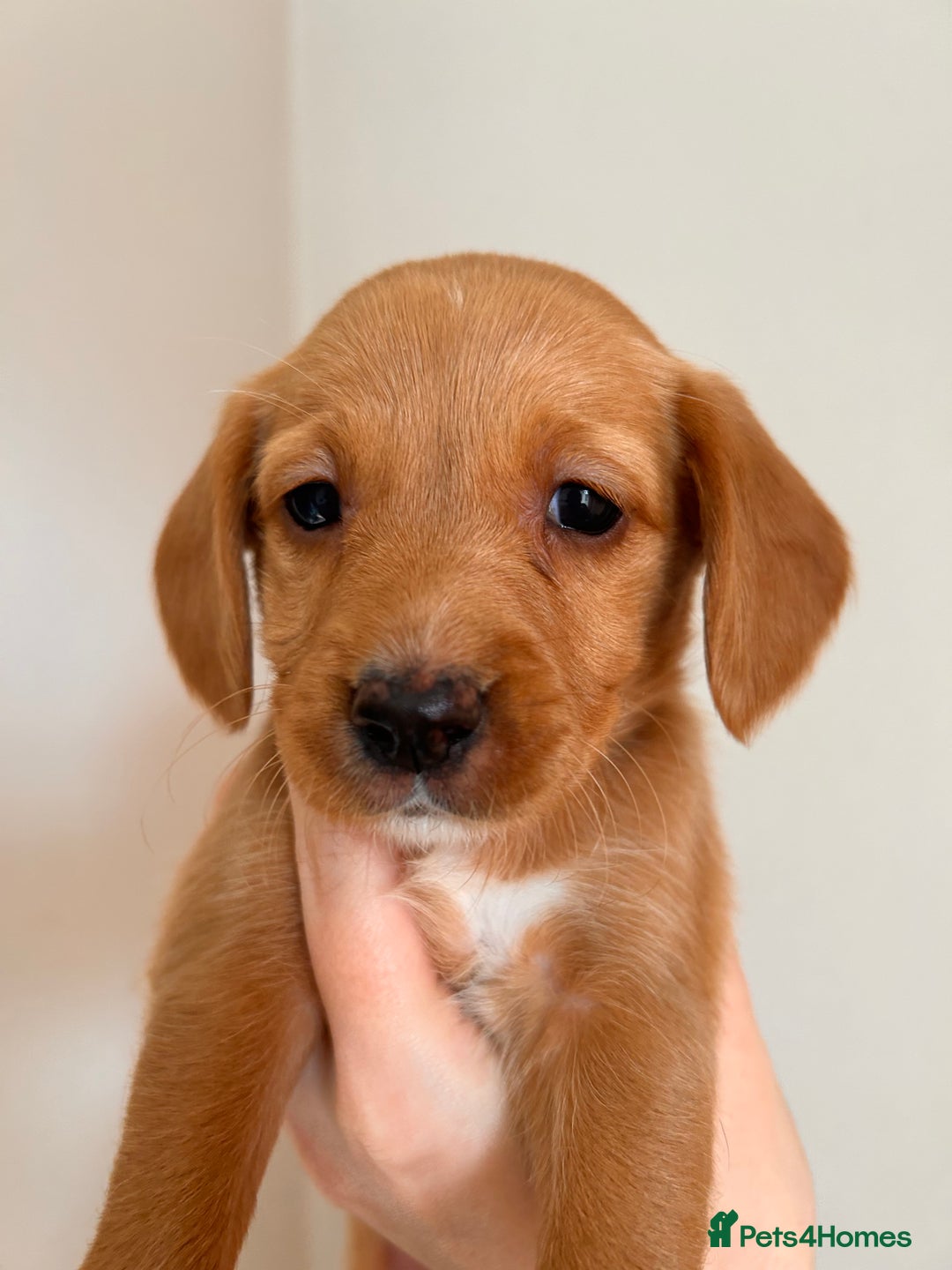 Cockerdor dogs for sale: 7 cockerdor puppies  - Image 6
