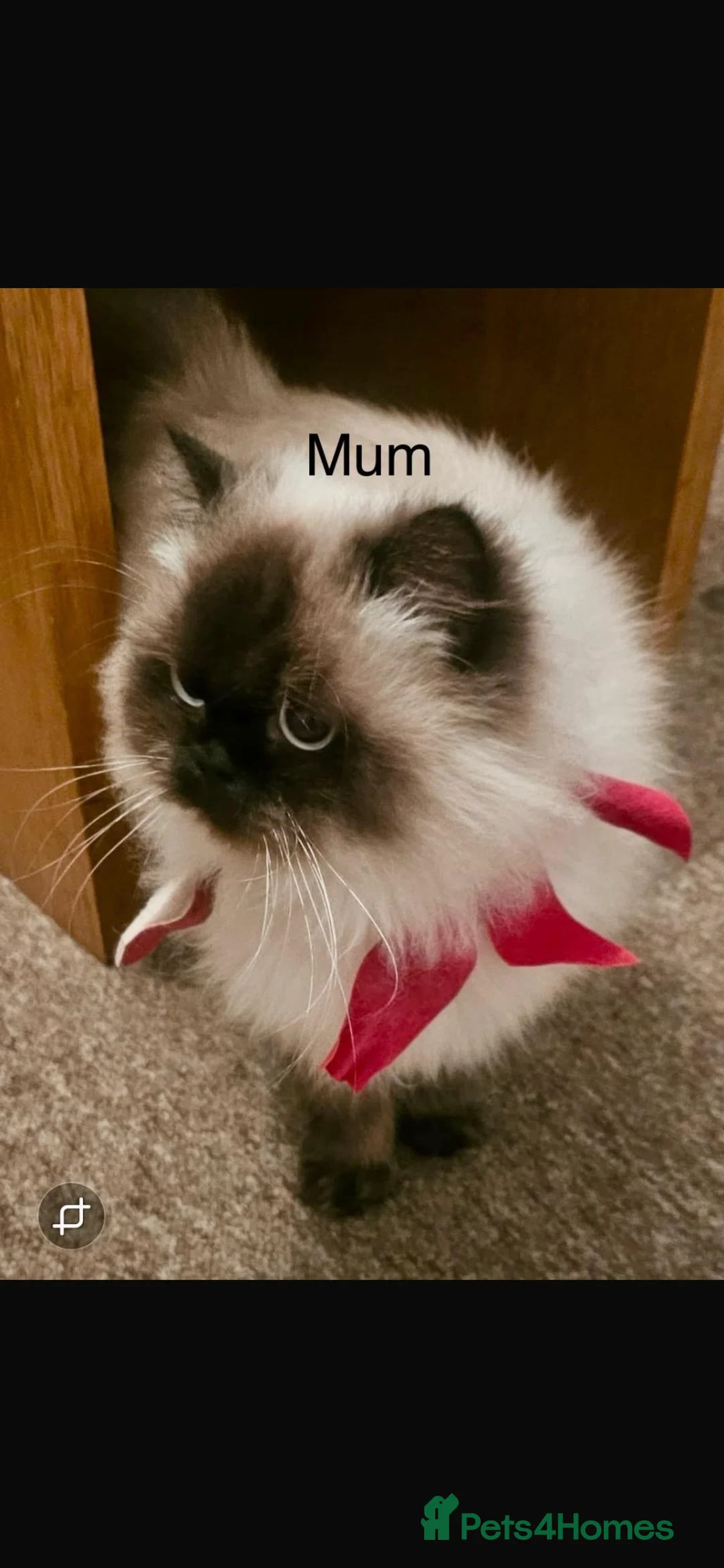 British Shorthair cats for sale: 2 female british shorthair kittens ready to go  - Advert 16