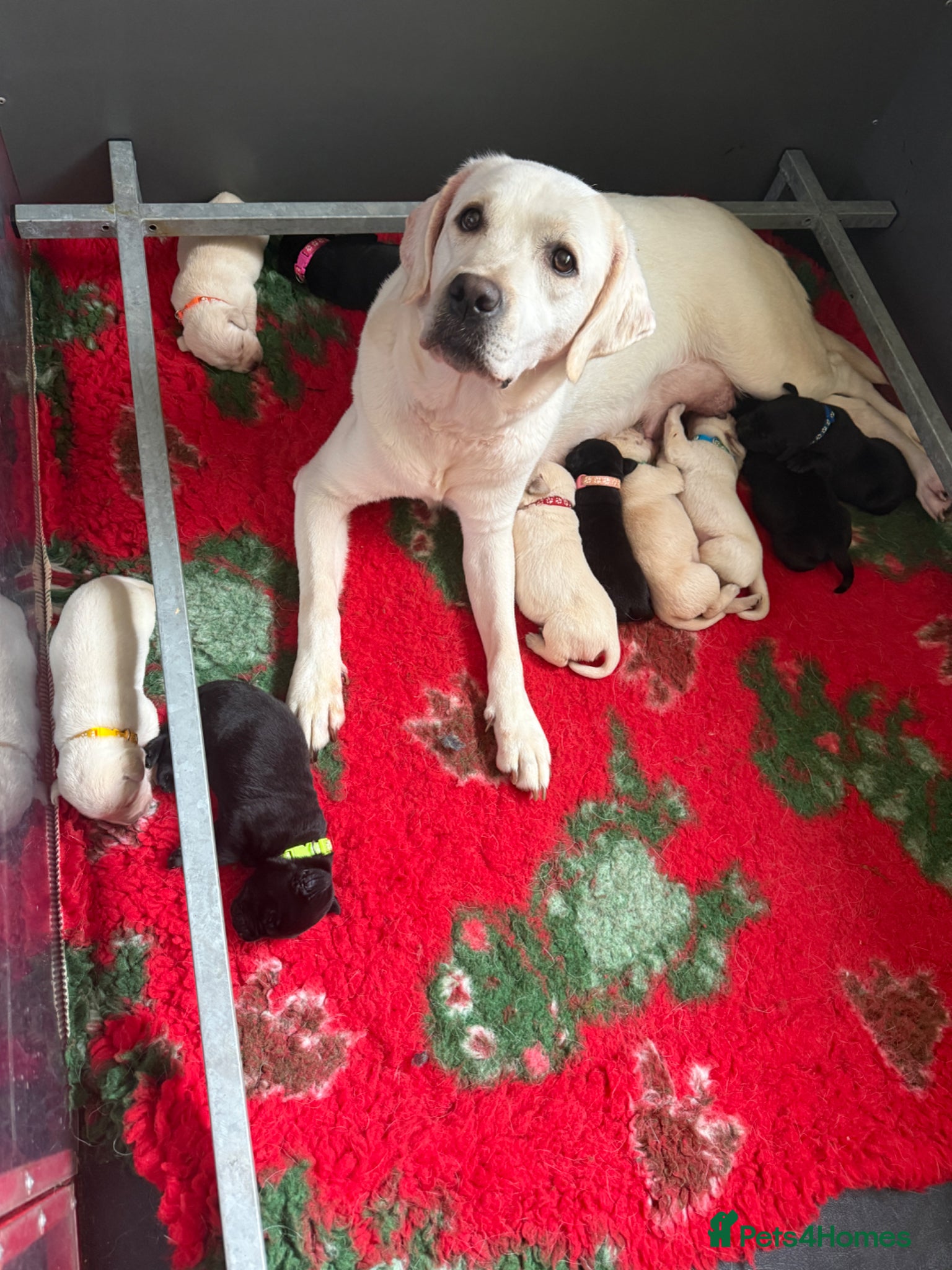 Labrador Retriever dogs Mixed Litter Black and White Cream Labrador - Advert 1