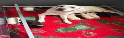 Labrador Retriever dogs for sale: Mixed Litter Black and White Cream Labrador - Advert 1
