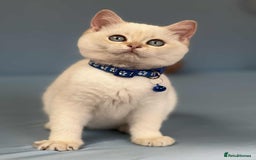 British Shorthair cats for sale: 🫶GCCF - NY12 Golden British Shorthair kittens 🫶 - Image 12