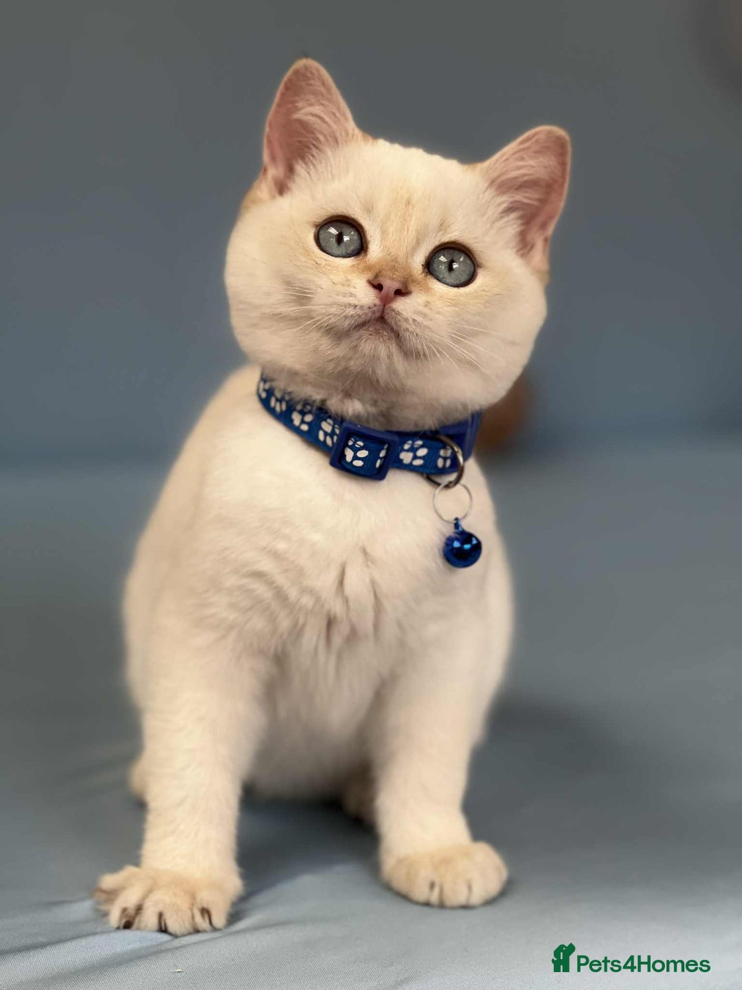 British Shorthair cats for sale: 🫶GCCF - NY12 Golden British Shorthair kittens 🫶 - Image 12