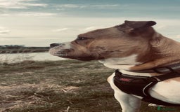 Mixed Breed dogs for sale: 3 dogs for sale! - Image 12