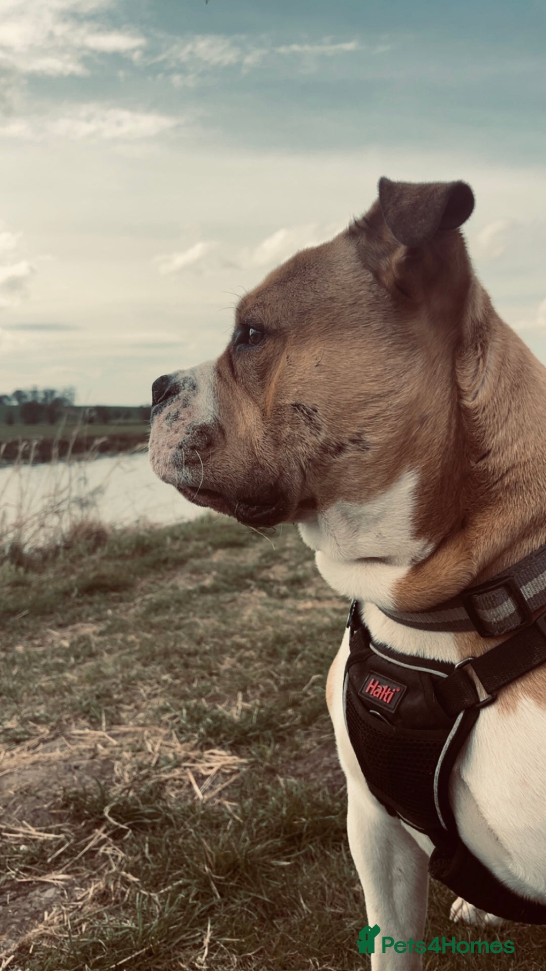 Mixed Breed dogs for sale: 3 dogs for sale! - Image 12