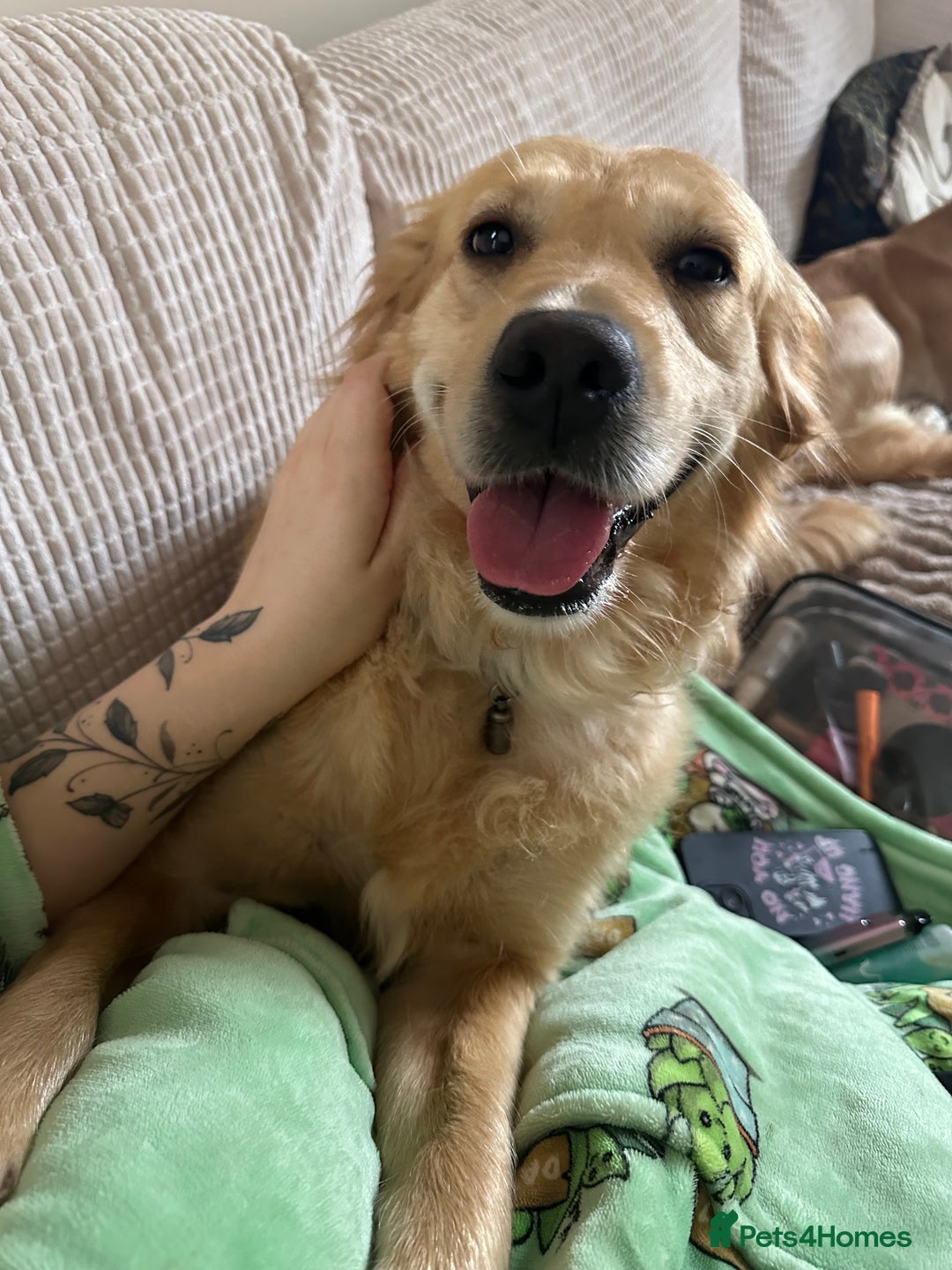 Goldendoodle dogs for sale: F1 mini Goldendoodles - Advert 4