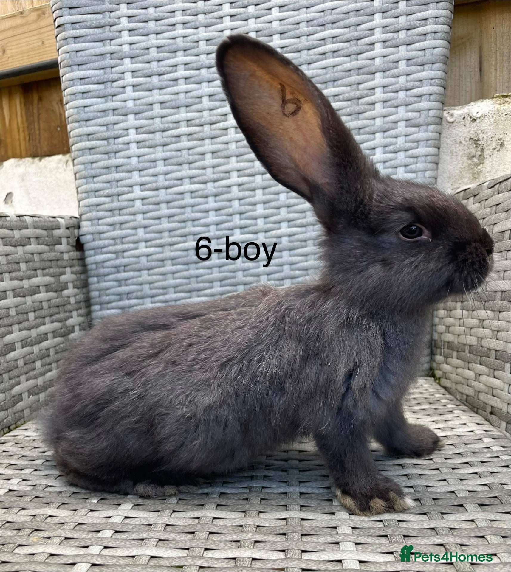 Continental Giant rabbits for sale: 🐇 pure bred continental giants 🐇  - Advert 1