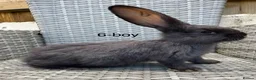 Continental Giant rabbits for sale: 🐇 pure bred continental giants 🐇  - Advert 1