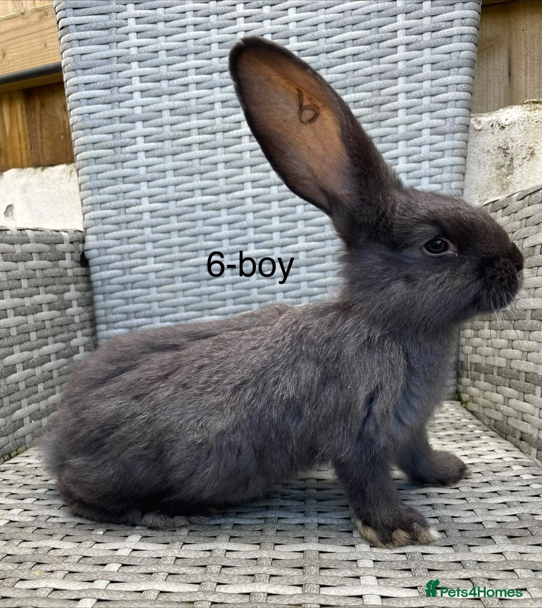 Continental Giant rabbits for sale: 🐇 pure bred continental giants 🐇  - Advert 1