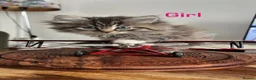 Mixed Breed cats for sale: Persian mixed  - Advert 6