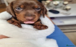 Miniature Dachshund dogs for sale: Miniature Dachshund puppies. Readying Soon! - Image 2