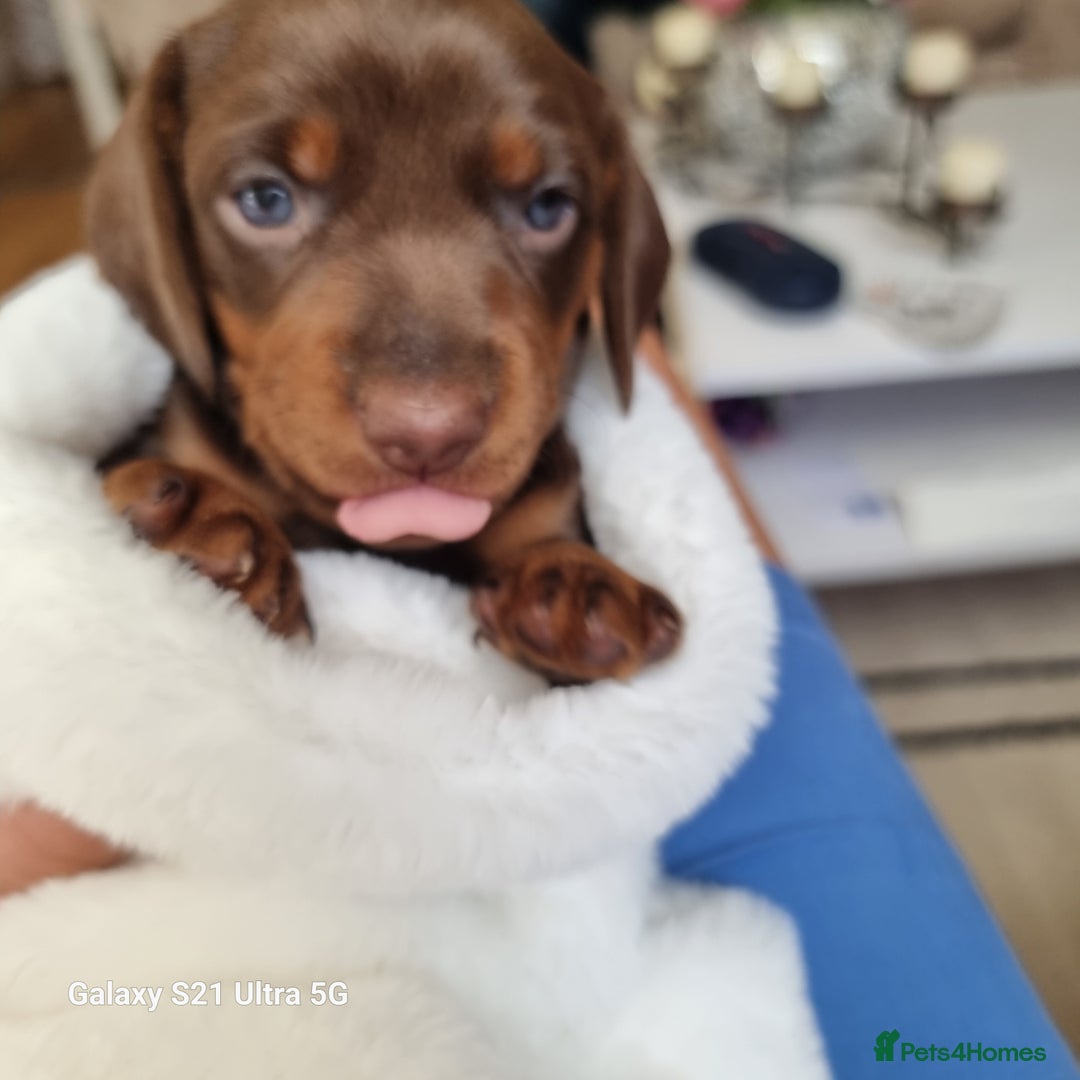 Miniature Dachshund dogs for sale: Miniature Dachshund puppies. Readying Soon! - Image 2