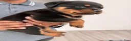 Rottweiler dogs for sale: Traditional type  KC Registered Rottweiler pups  - Advert 5
