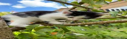 Mixed Breed cats for sale: 3 x Black & white kittens, 1 x boy, 2 x girl in Port Talbot - Advert 27