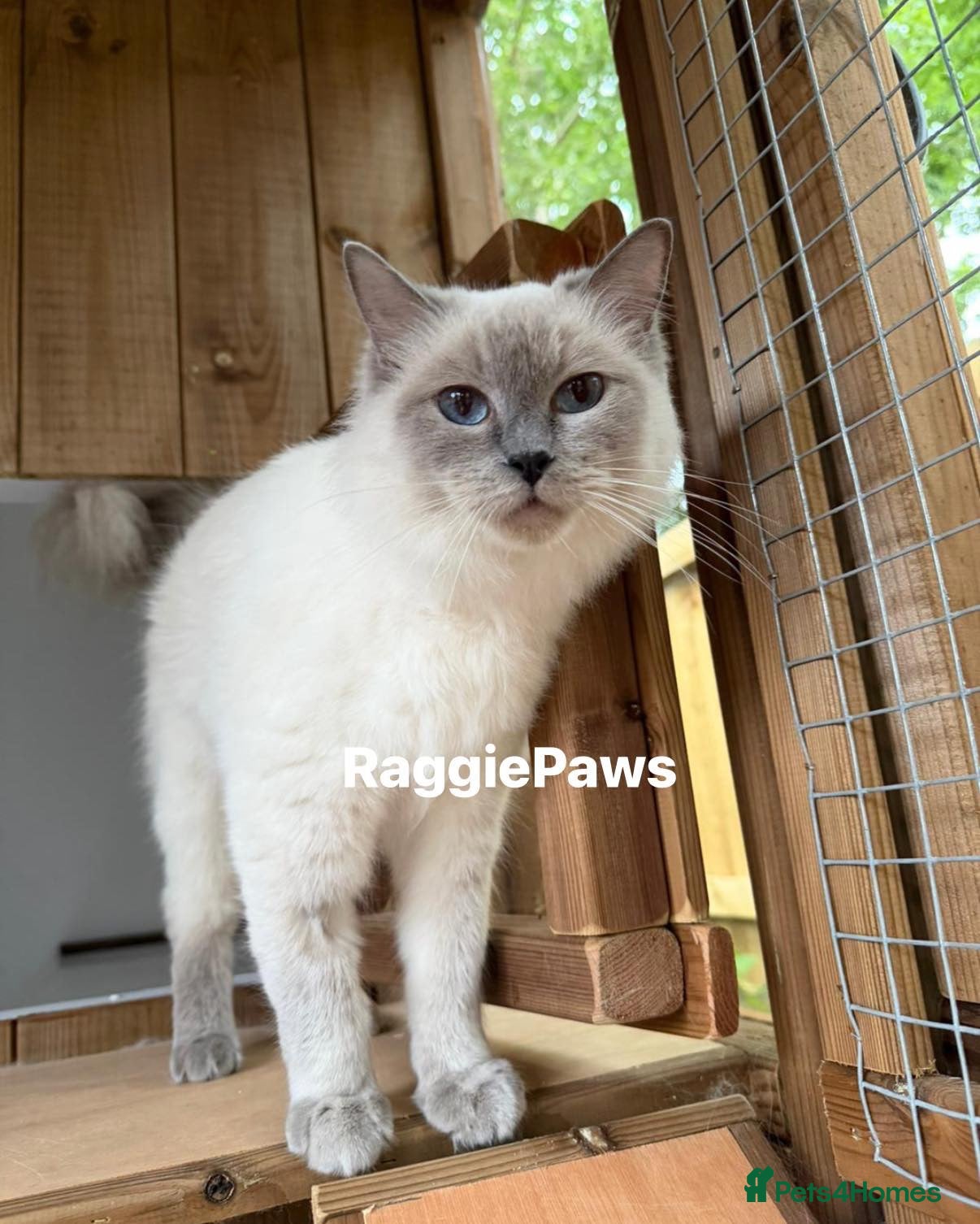 Ragdoll cats Misty is looking for a forever home - Advert 2