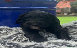 Australian Labradoodle dogs for sale: Australian Labradoodle - Image 7