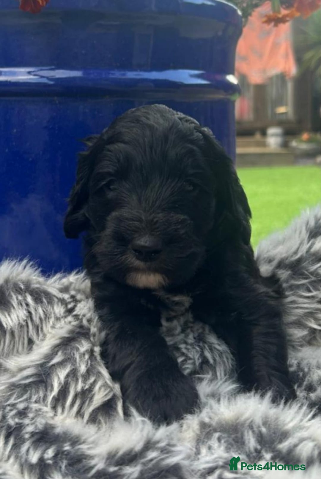 Australian Labradoodle dogs for sale: Australian Labradoodle - Image 7