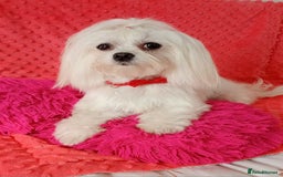 Maltese dogs for sale: Maltese puppies 2 girls and boy in Crewe - Image 9