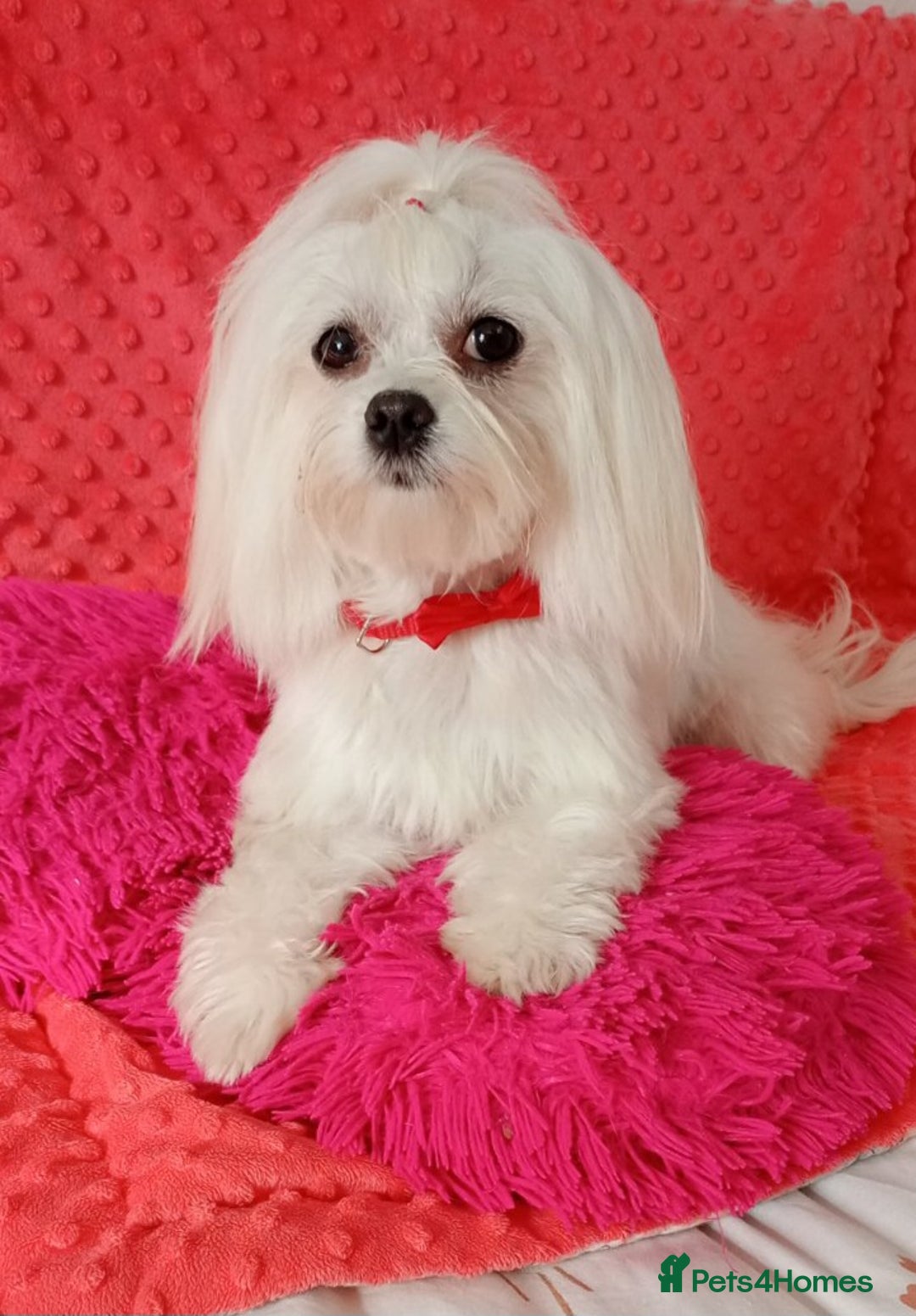 Maltese dogs for sale: Maltese puppies 2 girls and boy in Crewe - Image 9