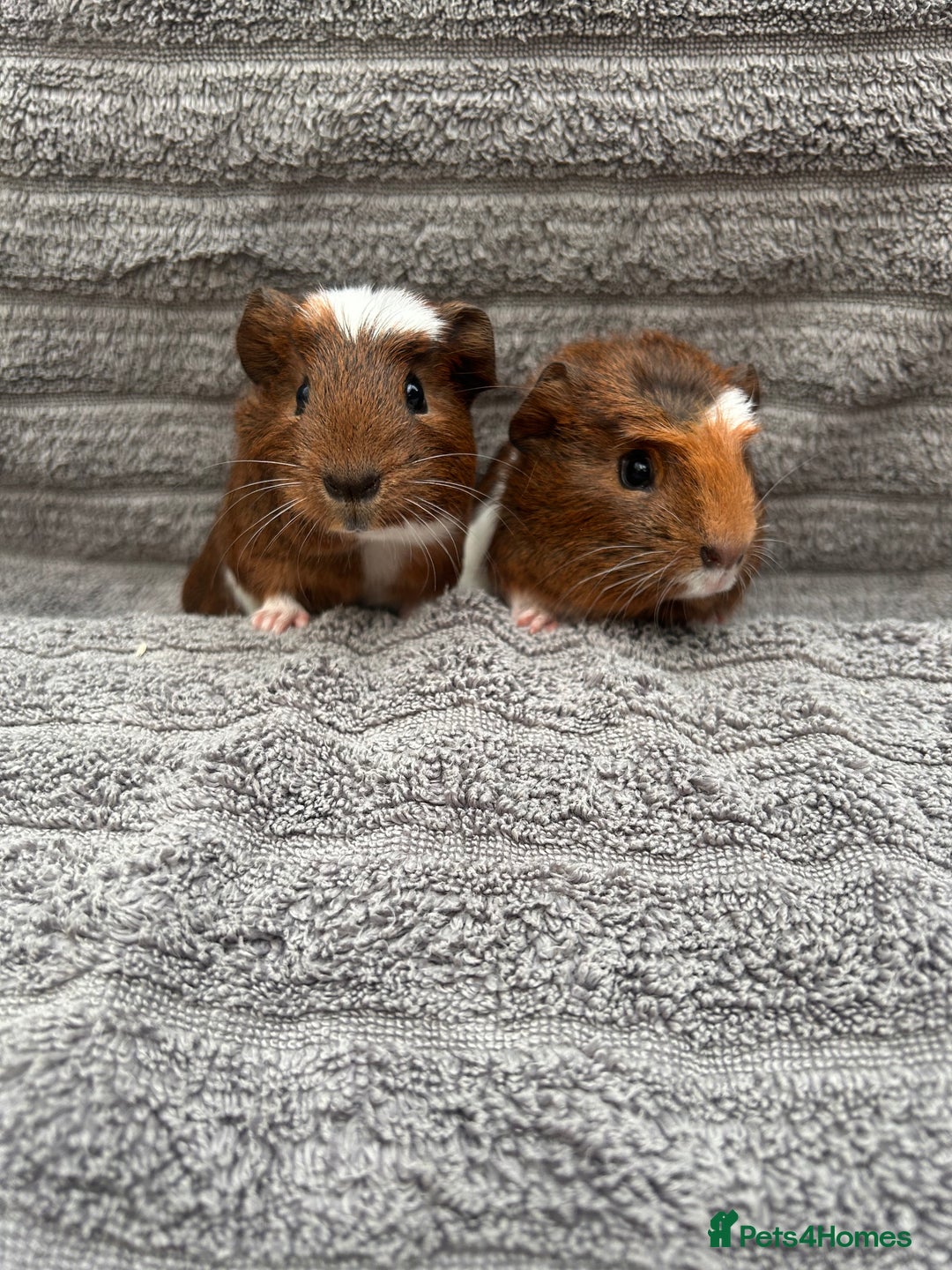 Guinea Pig rodents for sale: Lovely Boys  - Advert 3