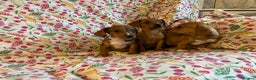 Mixed Breed dogs for sale: Miniature jack russel X Miniature dachshund  - Advert 10