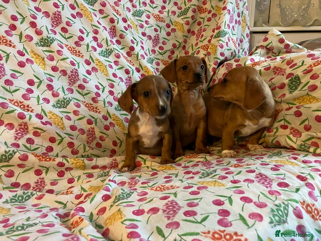 Mixed Breed dogs for sale: Miniature jack russel X Miniature dachshund  - Advert 10