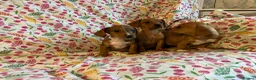 Mixed Breed dogs for sale: Miniature jack russel X Miniature dachshund  - Advert 10