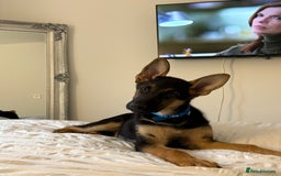 German Shepherd dogs for sale: Beautiful Black and Tan boy Bear  - Image 2