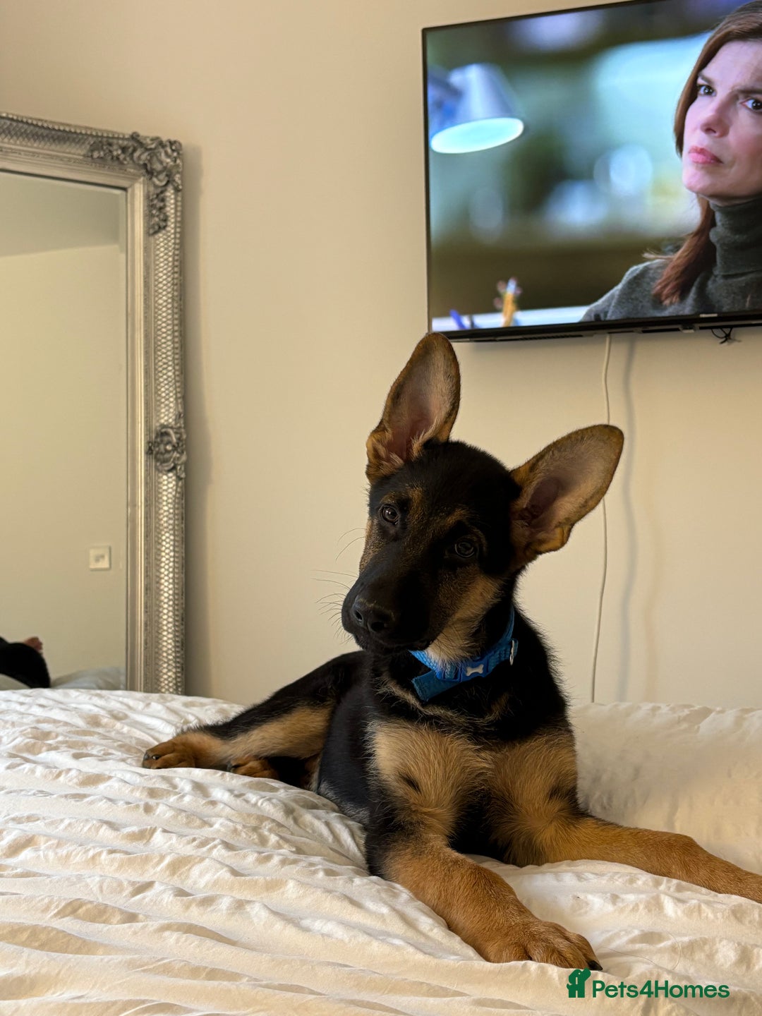 German Shepherd dogs for sale: Beautiful Black and Tan boy Bear  - Image 2