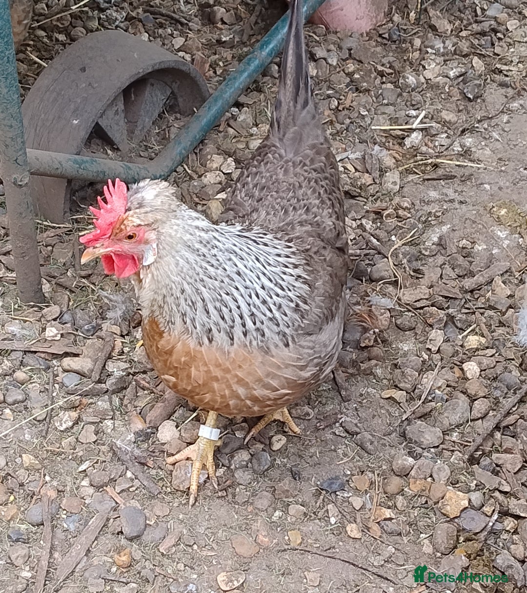 Chickens poultry for sale: Cream Legbar Cock & 2 hens Rare Blue Eggs Norfolk - Advert 5
