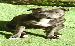 Staffordshire Bull Terrier dogs for sale: 🐾Reduced♥️World Famous Samtan Dozer & C in Swansea - Image 22